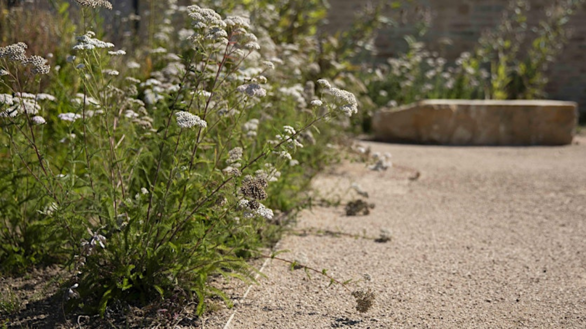 Green plants overhanging a path